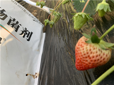 微生物菌劑，拉姆拉，翠姆