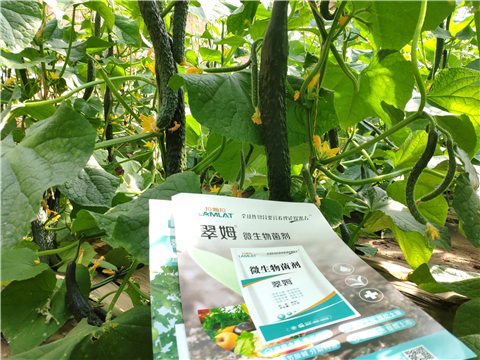 水溶肥，拉姆拉，翠姆