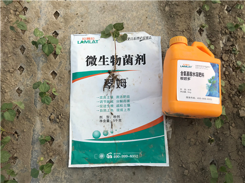 葉面肥，拉姆拉，翠姆