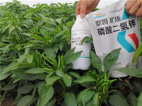 水溶肥，拉姆拉，翠姆