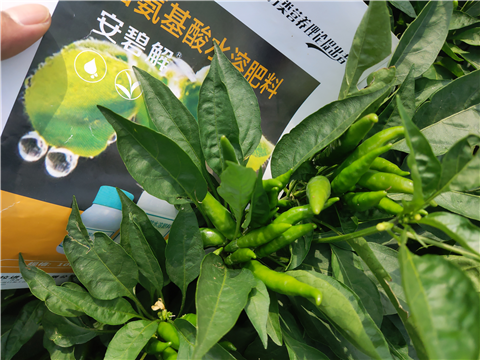 水溶肥，拉姆拉，翠姆