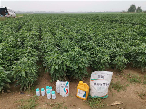 水溶肥，拉姆拉，翠姆