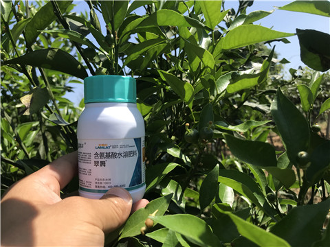 葉面肥，拉姆拉，翠姆