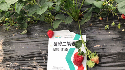 磷酸二氫鉀，拉姆拉，翠姆