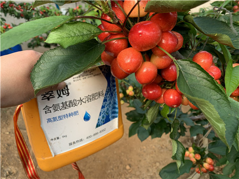 水溶肥，拉姆拉，翠姆