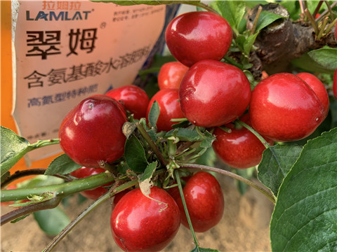 水溶肥，拉姆拉，翠姆
