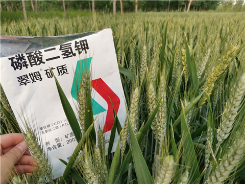 葉面肥，水溶肥，磷酸二氫鉀