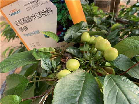 氨基酸水溶肥，拉姆拉，翠姆