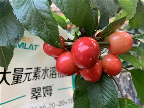 大量元素水溶肥，拉姆拉，翠姆