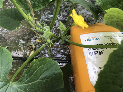 水溶肥，拉姆拉，翠姆