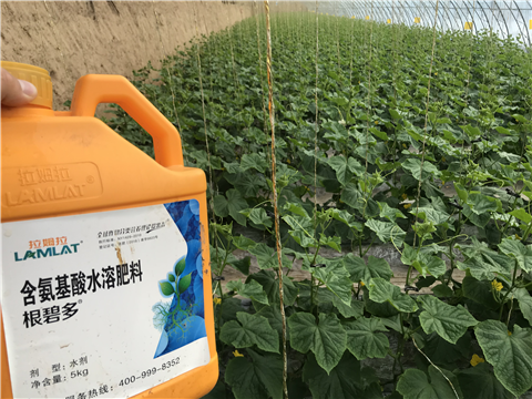 水溶肥，拉姆拉，翠姆