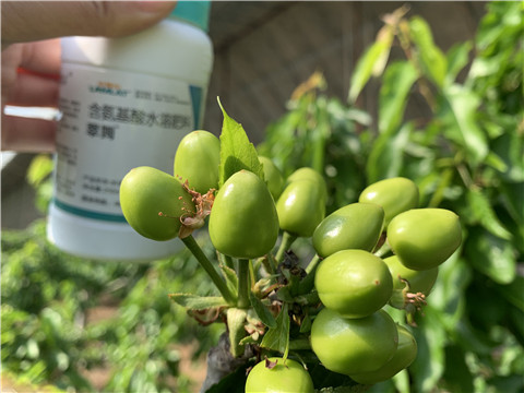 氨基酸水溶肥，拉姆拉，翠姆