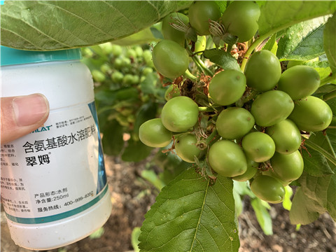 氨基酸水溶肥，拉姆拉，翠姆