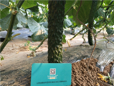 小分子有機(jī)碳，拉姆拉，翠姆