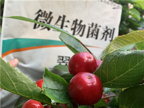 微生物菌劑，拉姆拉，翠姆