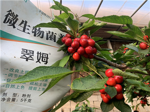 微生物菌劑，拉姆拉，翠姆