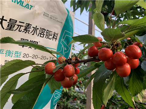 大量元素水溶肥，拉姆拉，翠姆