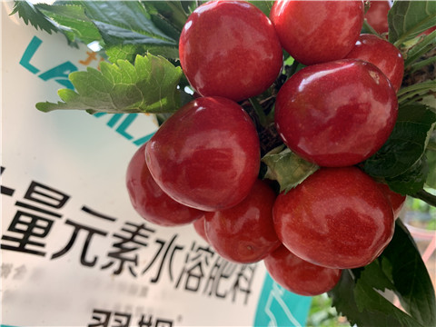 大量元素水溶肥，拉姆拉，翠姆