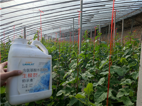 水溶肥，拉姆拉，翠姆