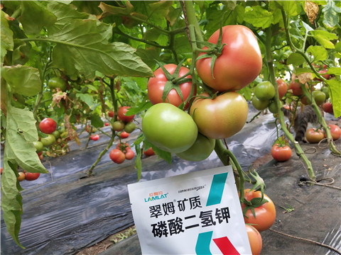 磷酸二氫鉀，拉姆拉，翠姆