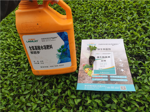 水溶肥，拉姆拉，翠姆