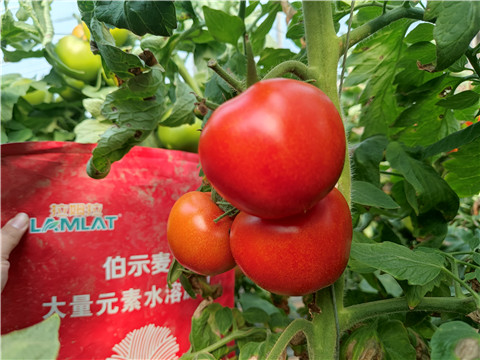 水溶肥，拉姆拉，伯示麥 