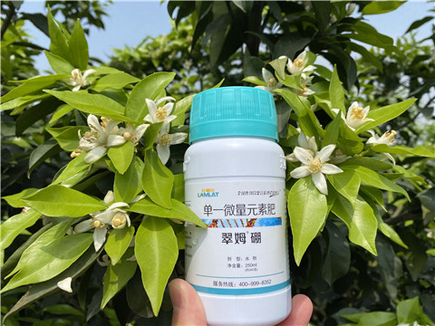葉面肥，拉姆拉，翠姆