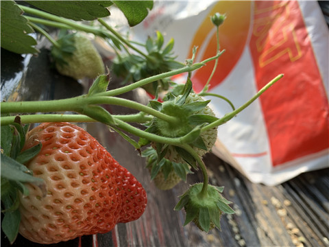 草莓施肥管理，拉姆拉，翠姆