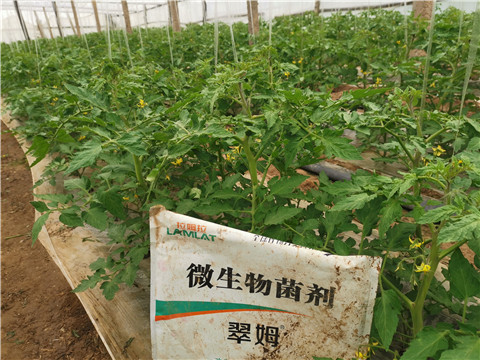 微生物菌劑，翠姆，拉姆拉
