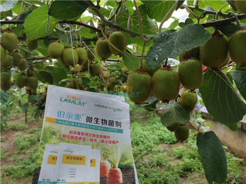 生根劑，翠姆，拉姆拉