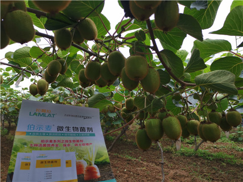 水溶肥，伯示麥，拉姆拉