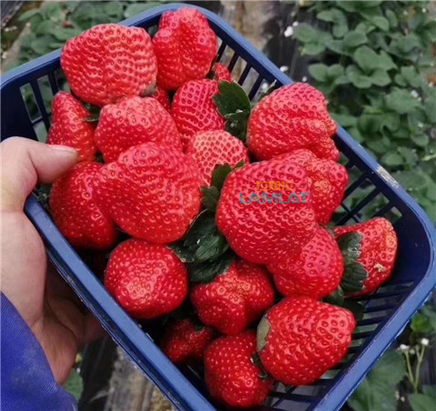 鈣肥，翠姆，拉姆拉