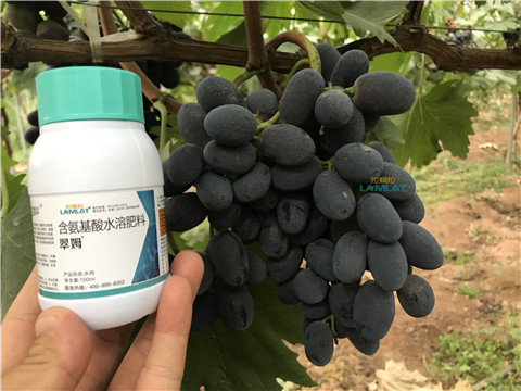 鈣肥，翠姆，拉姆拉