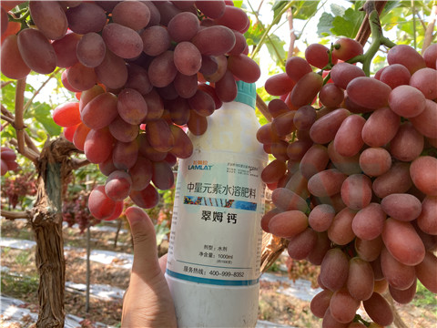 鈣肥，拉姆拉，翠姆