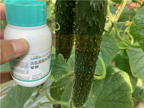 水溶肥，拉姆拉，翠姆