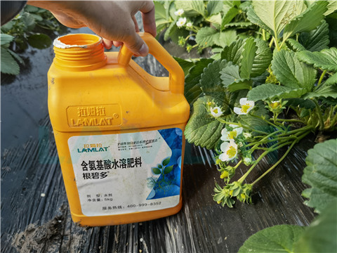 水溶肥，拉姆拉，翠姆