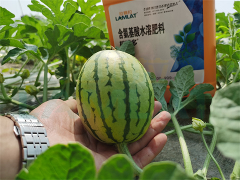 水溶肥，拉姆拉，翠姆