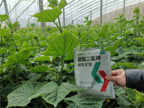 水溶肥，翠姆，拉姆拉