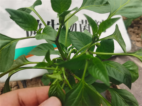 水溶肥，翠姆，拉姆拉