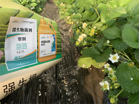 水溶肥價格，翠姆，草莓水溶肥