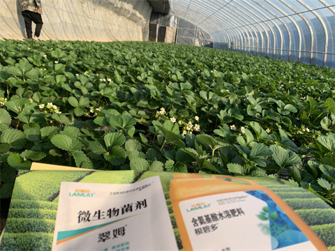 水溶肥價格，翠姆，草莓水溶肥