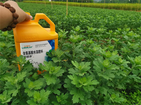 菊花種植,水溶肥廠家，翠姆