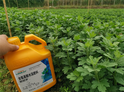 菊花種植,水溶肥廠家，翠姆